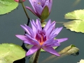 image float right