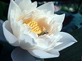 image float right