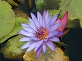 image float right