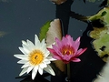 image float right